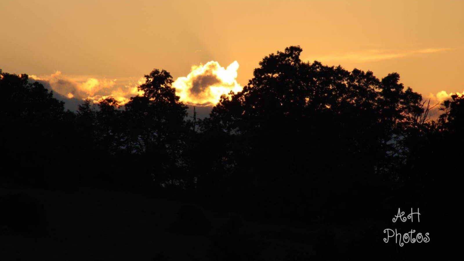 Silhouettes of large trees with setting sun behind a cloud in the background
