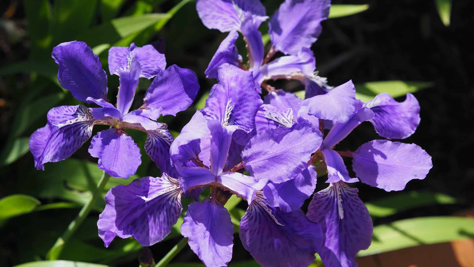 Close up view of purple flowers