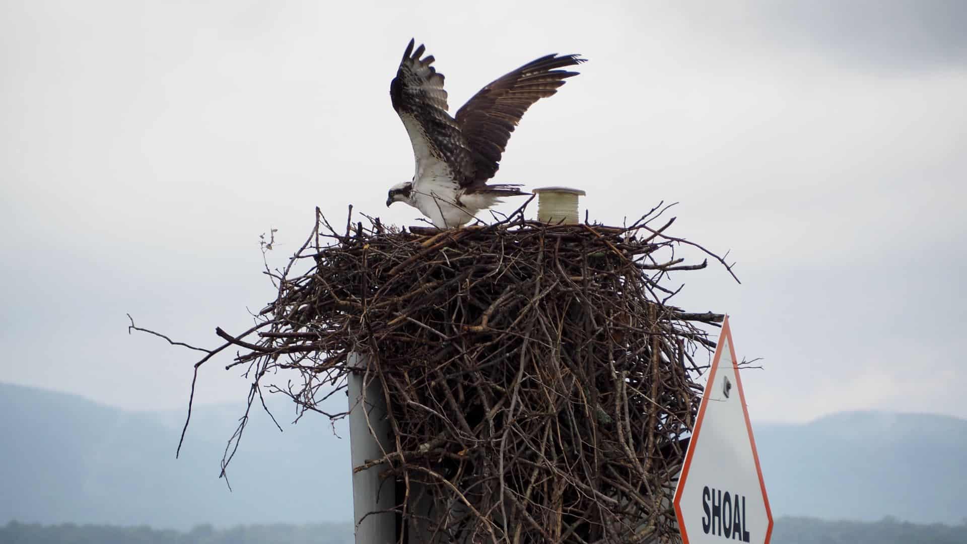 Large white and brown bird landing on top of a large nest