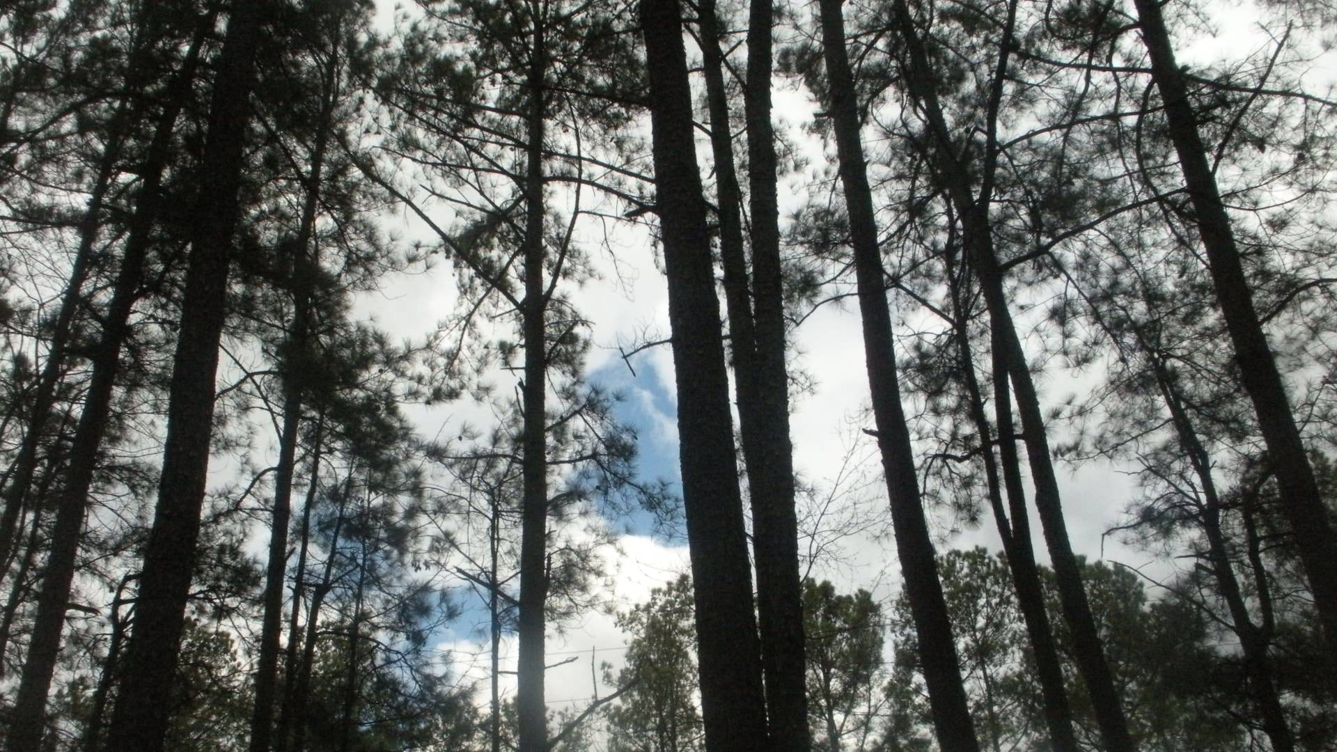 Many tall trees with clouds and blue sky in the background