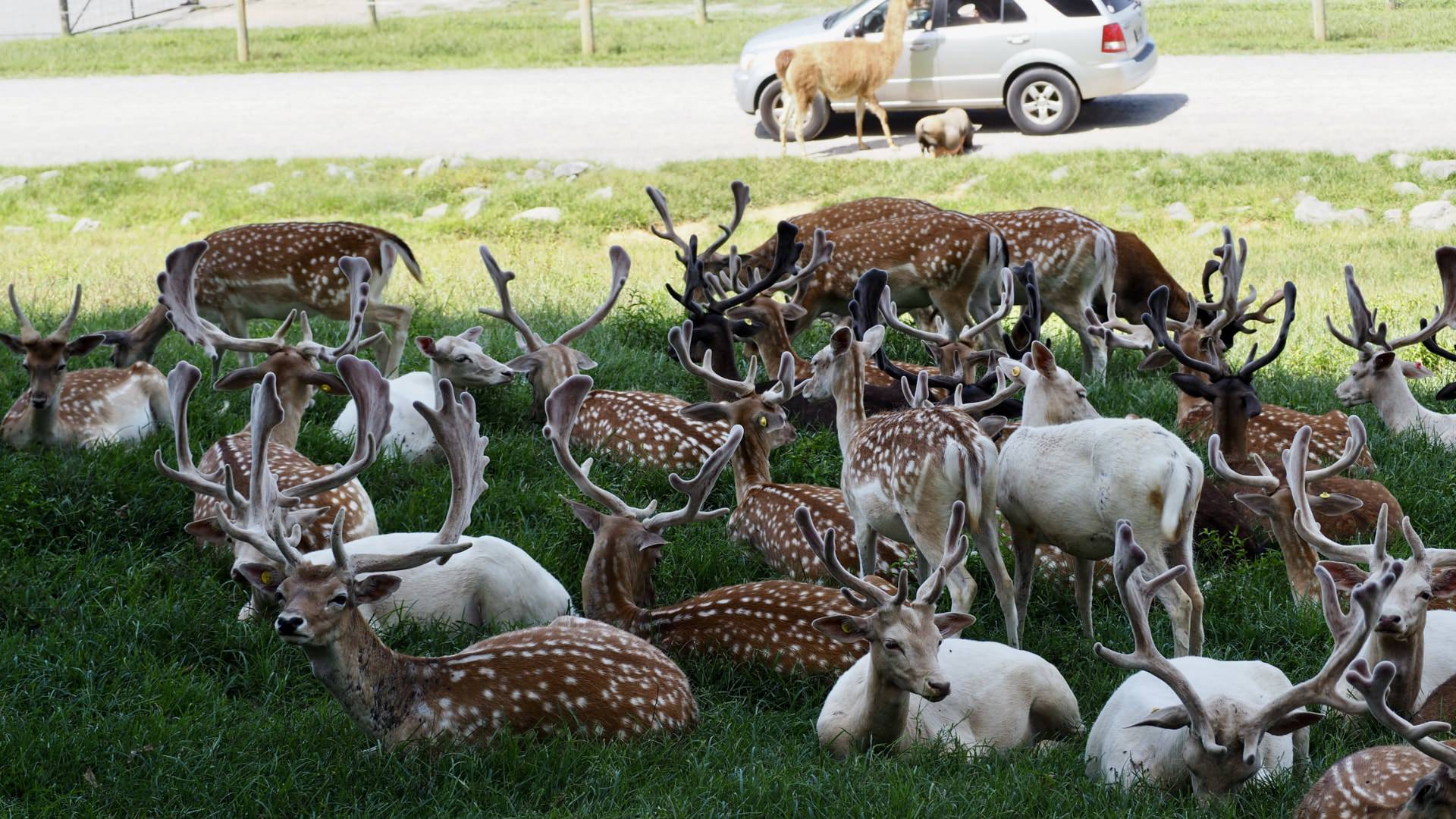 Small herd of reindeer sitting on green grass