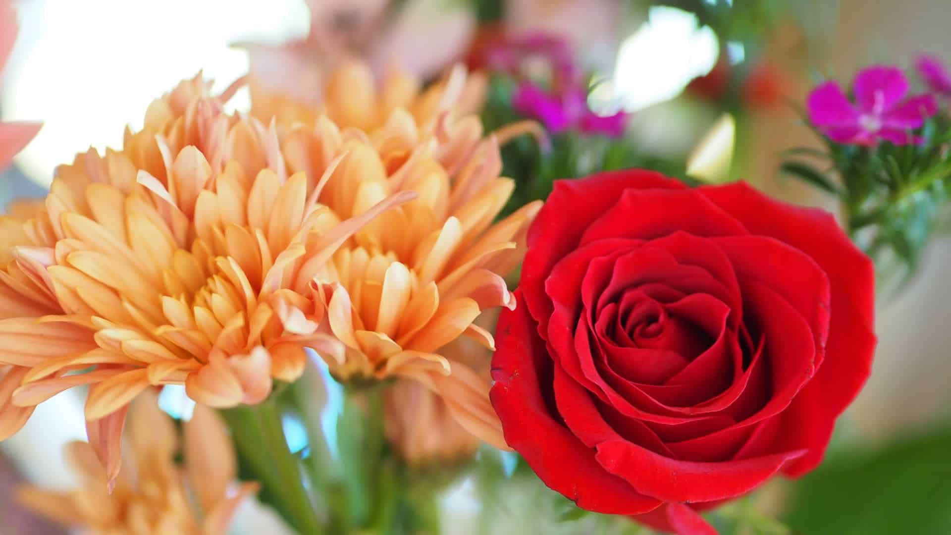 Close up view of orange and red flowers