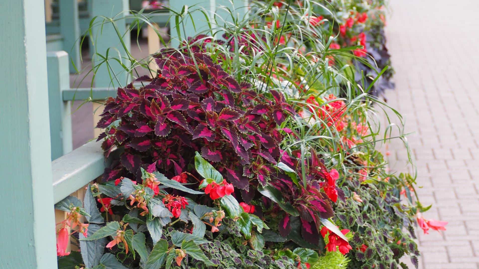 Close up view of many different types of colorful flowers and plants along a light sage green painted fence