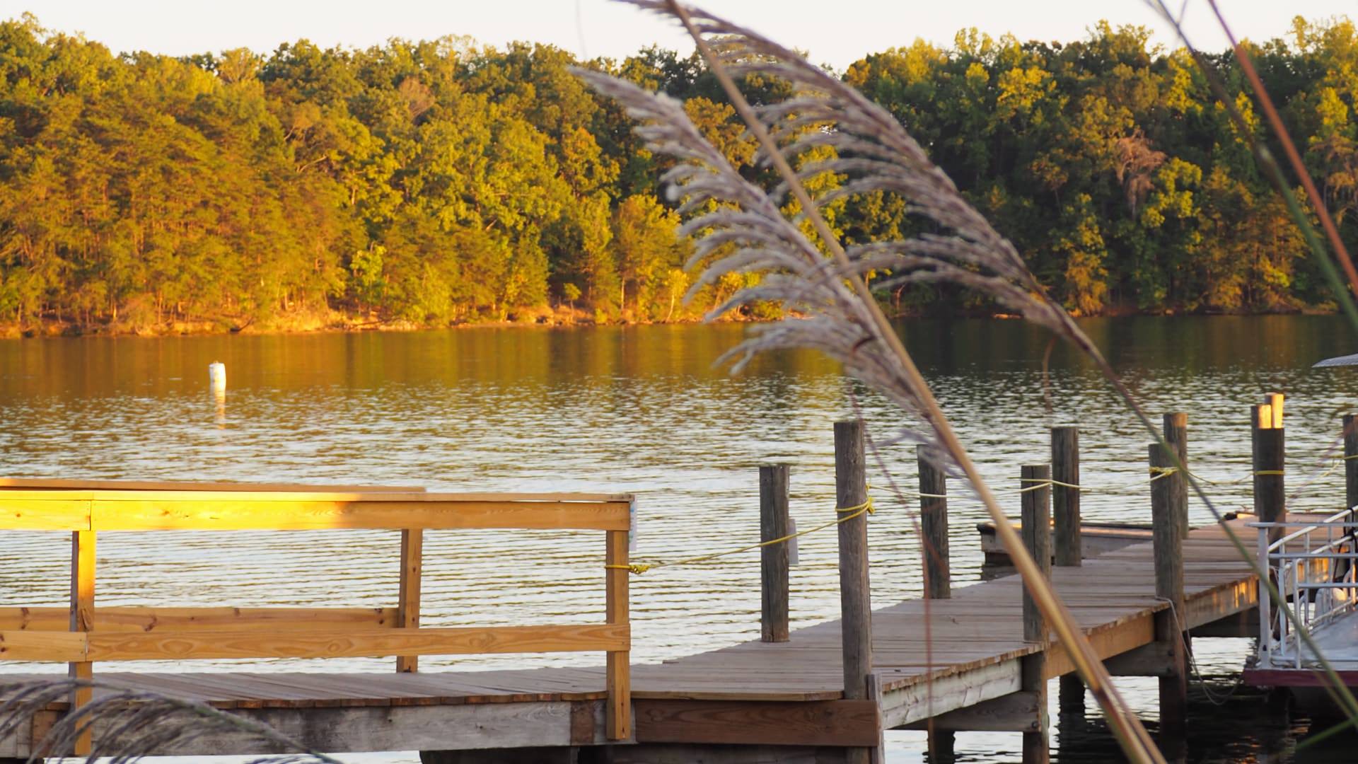 Wooden dock leading out to small body of water with large green trees in the background