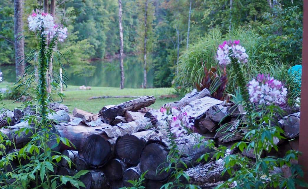 Close up view of stacked firewood surrounded by green grass, green vegetation, green trees and a small pond